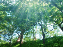 CO2排出を抑える自然木の家は人体にも環境にも優しい